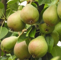Pear 'Doyenne Du Comice'